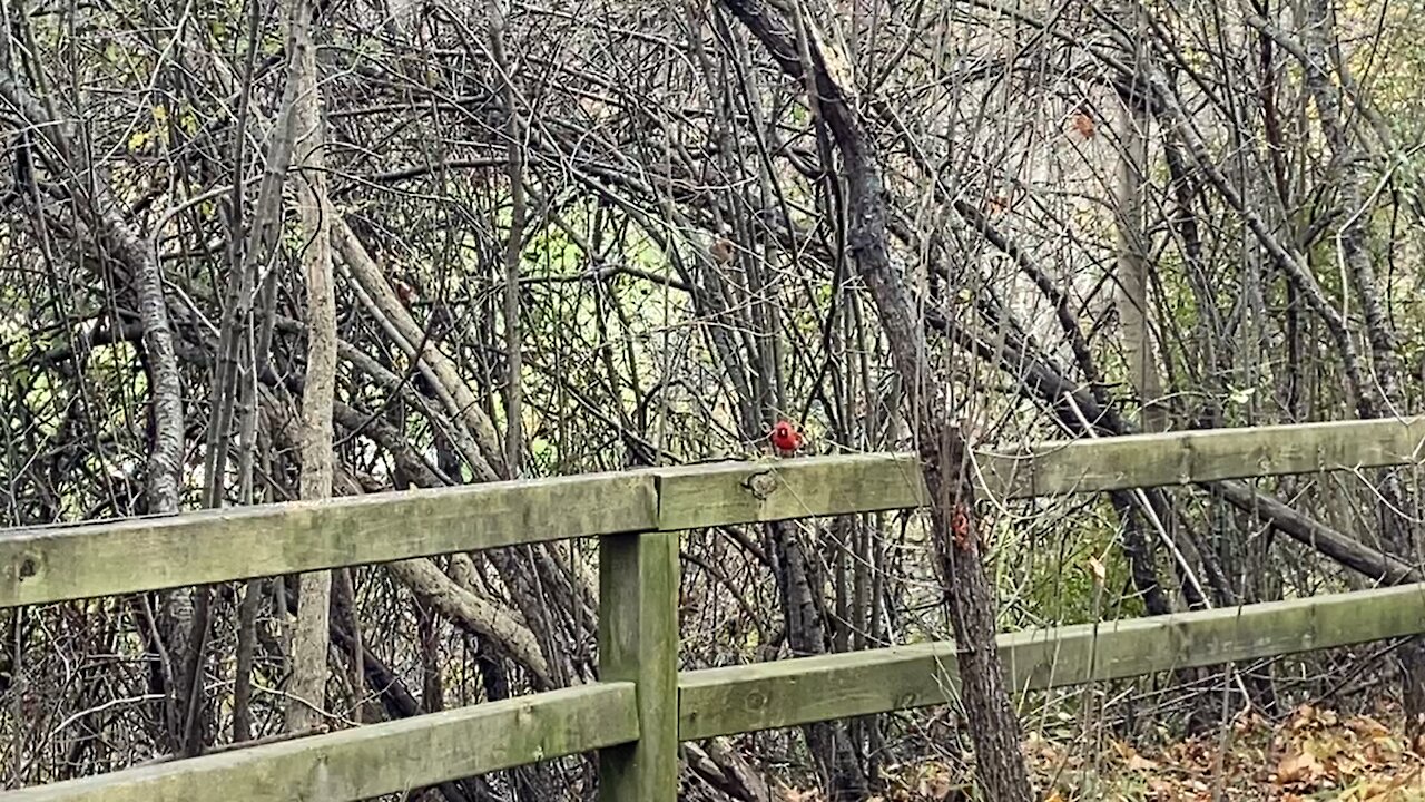 Chickadees and Cardinals