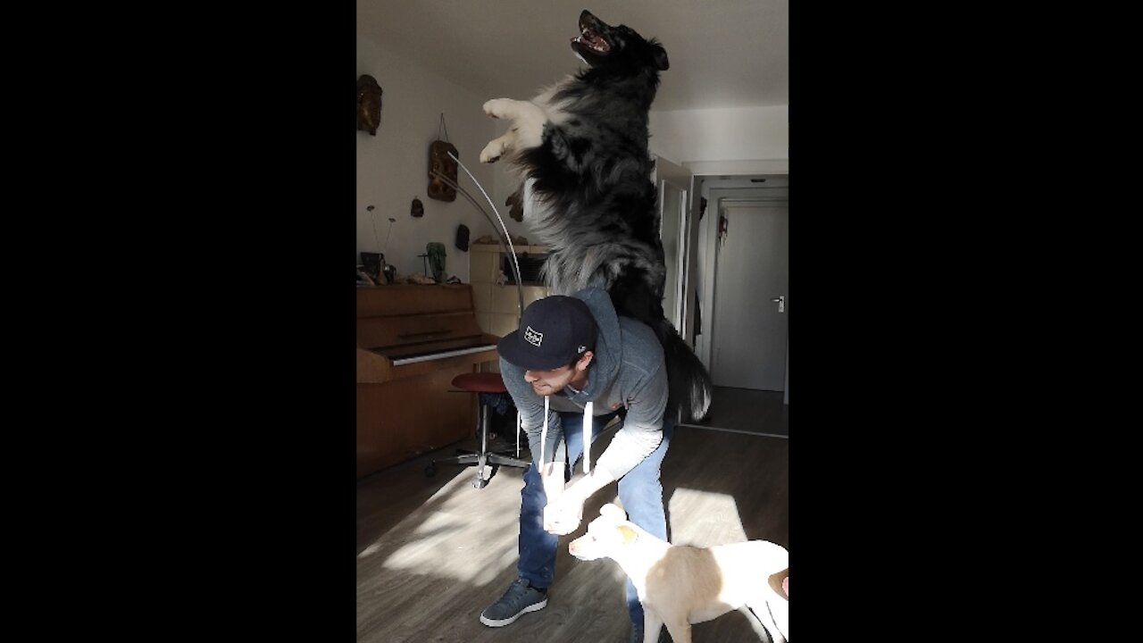 Australian Shepherd performs array of mind-blowing tricks