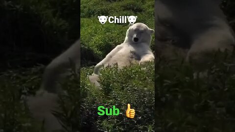 #shorts #funnyvideo #funny #animals #bear #nature #chill