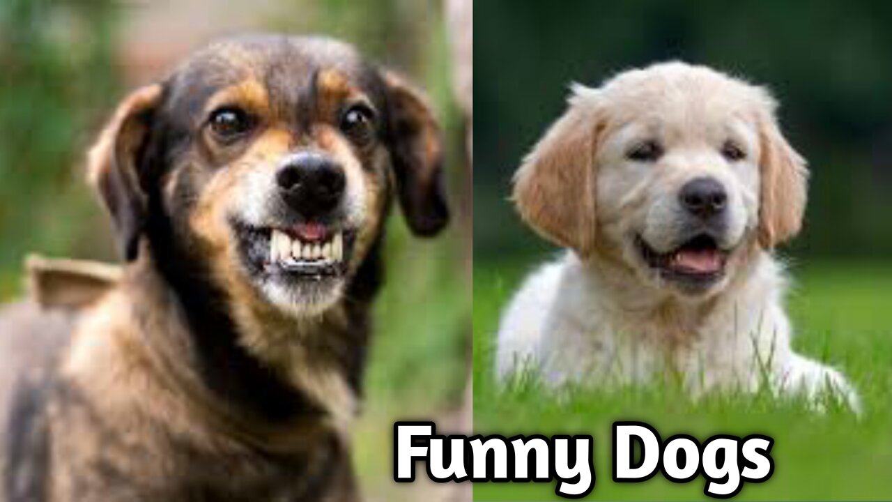 Funny Dog