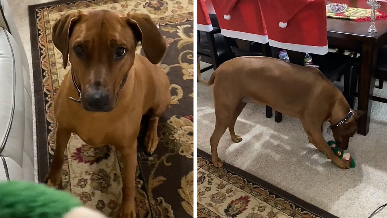 Silly dog steals an elf off of the Christmas tree