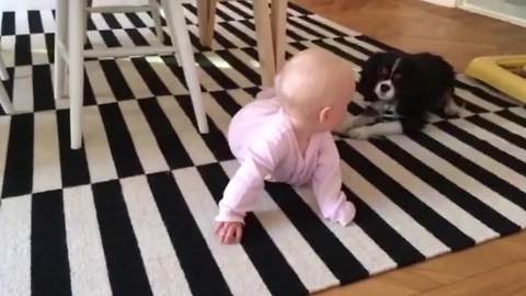 "The Best Friends Forever: A Baby Girl And A Cocker Spaniel Pup"