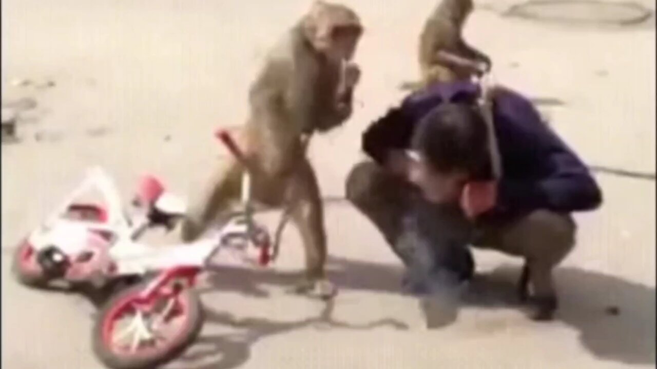 funny video