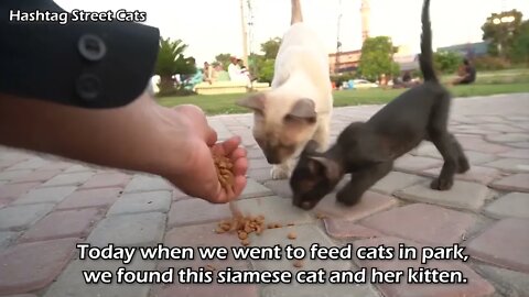 Abandoned kitten stops people to get attention but they're busy in their activities.