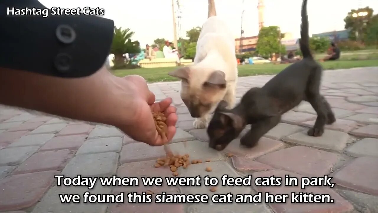 Abandoned kitten stops people to get attention but they're busy in their activities.