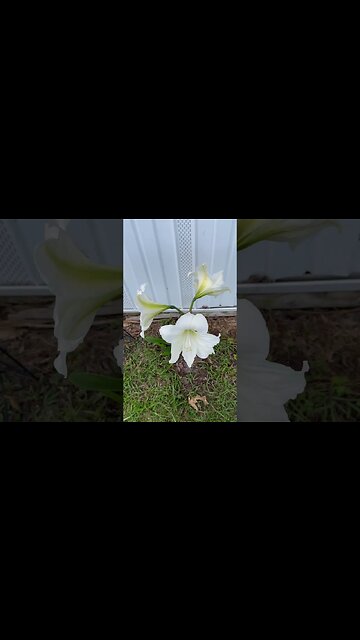 Michelle‘s lilies are coming up, it’s spring