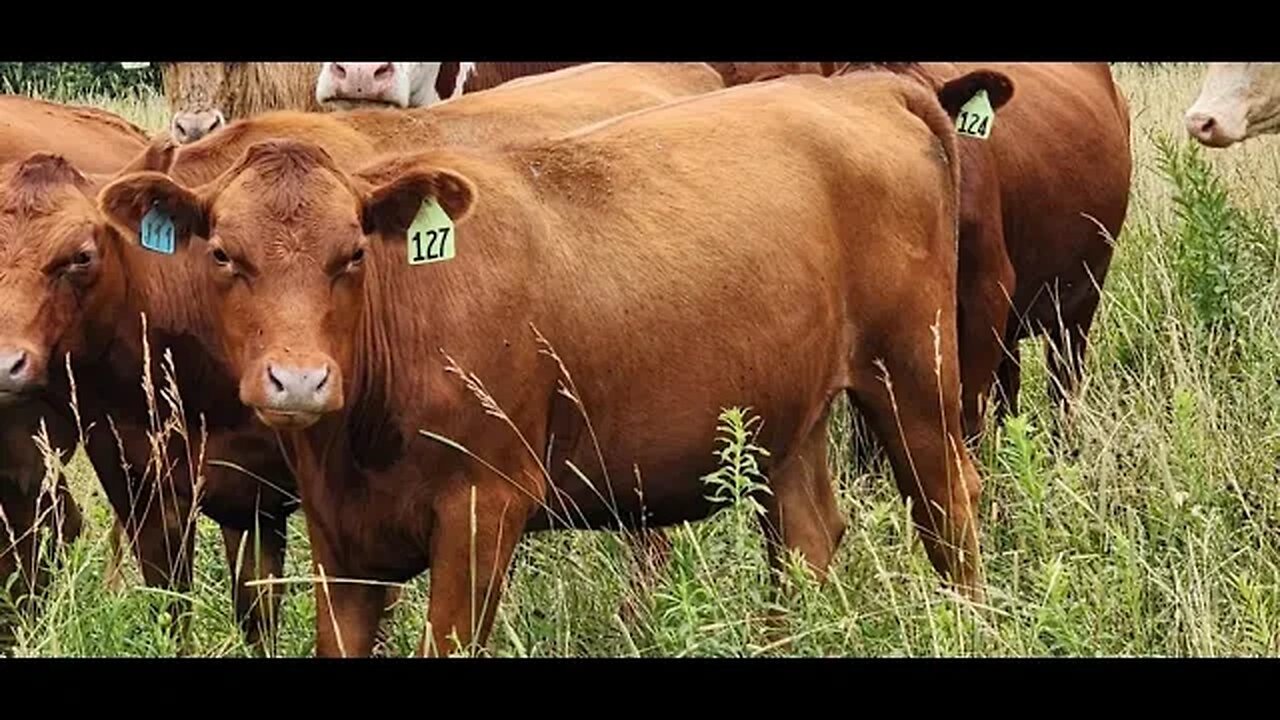 15 very nice 1/2 South Poll and 1/2 Red Angus bred heifers to start calving in September.