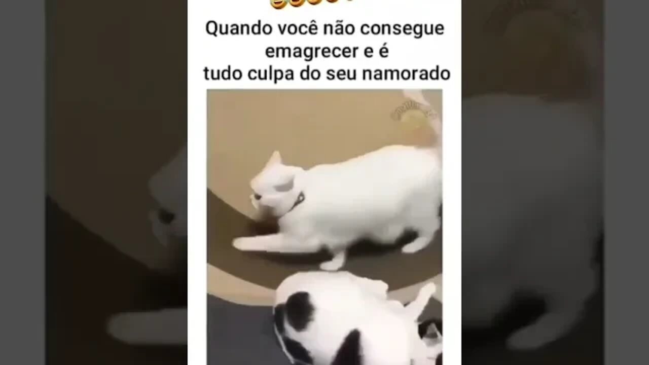 QUANDO VOCÊ NÃO CONSEGUE EMAGRECER E CULPA SEU NAMORADO #shorts #planetaanimalshorts #eulovegatos