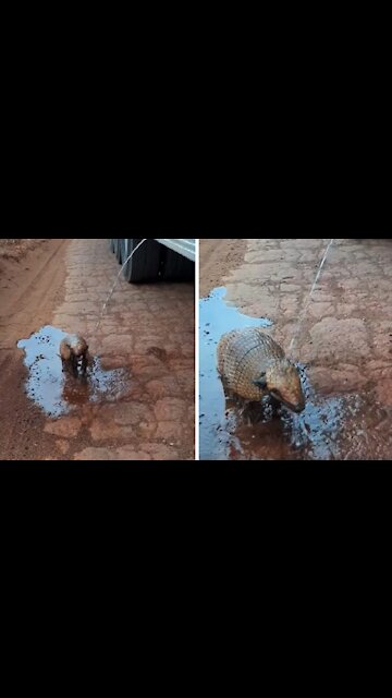 Thirsty Armadillo Is Ecstatic When Offered Water