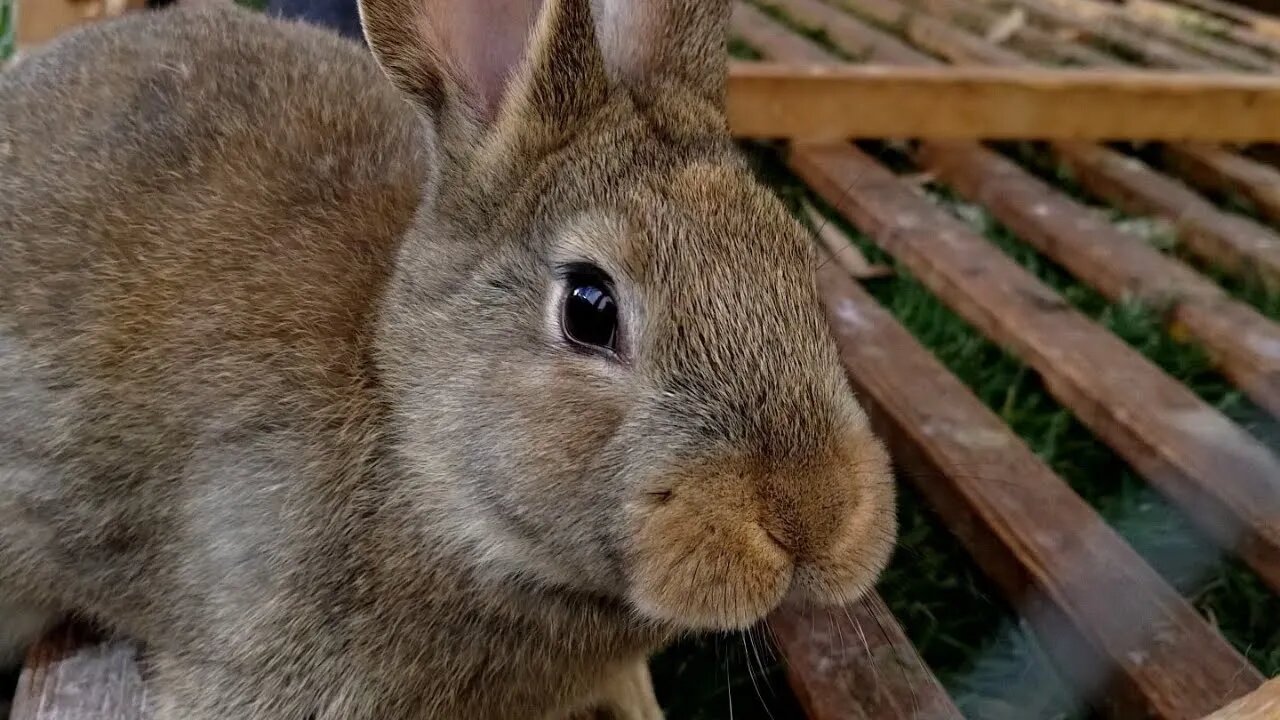 Moving Our Meat Rabbits to Pasture.