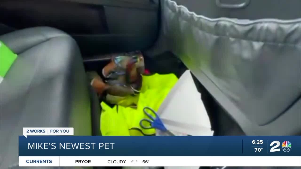 Mike's Newest Pet