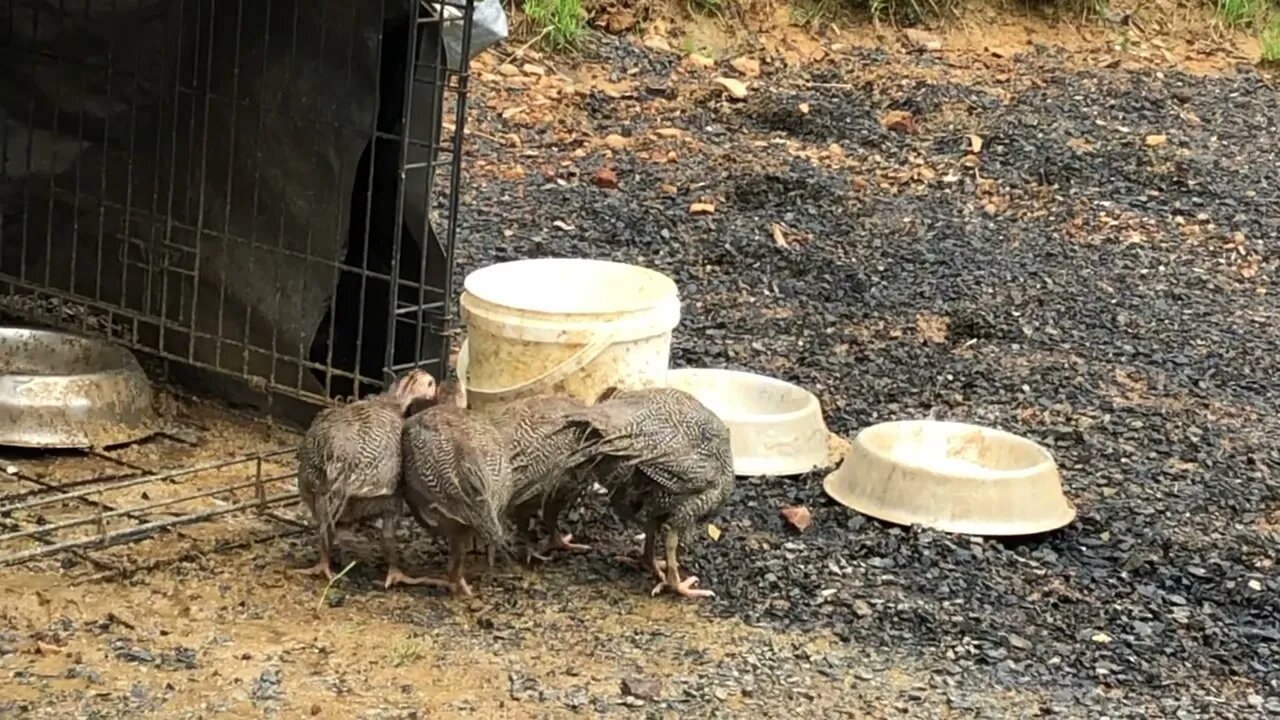 Guinea fowl babies first steps into the outdoors!! 8.5 weeks old