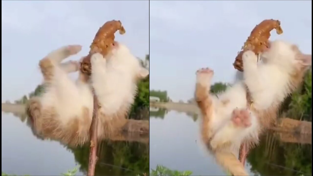 Funny Animal Videos - Awesome Funny Pet Animals _ Cute Animals _ Super Funny Dog Videos #short video