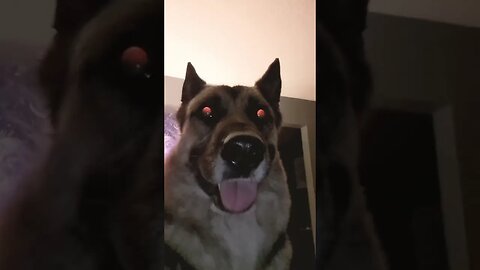 Before You Break Into Maples House #shorts