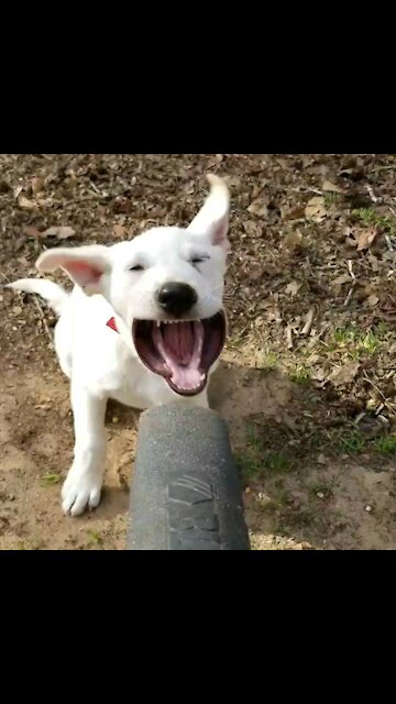 Bronson vs Leaf Blower