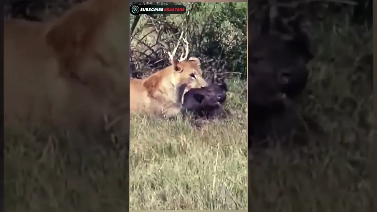 lion vs buffalo fight to death #shorts