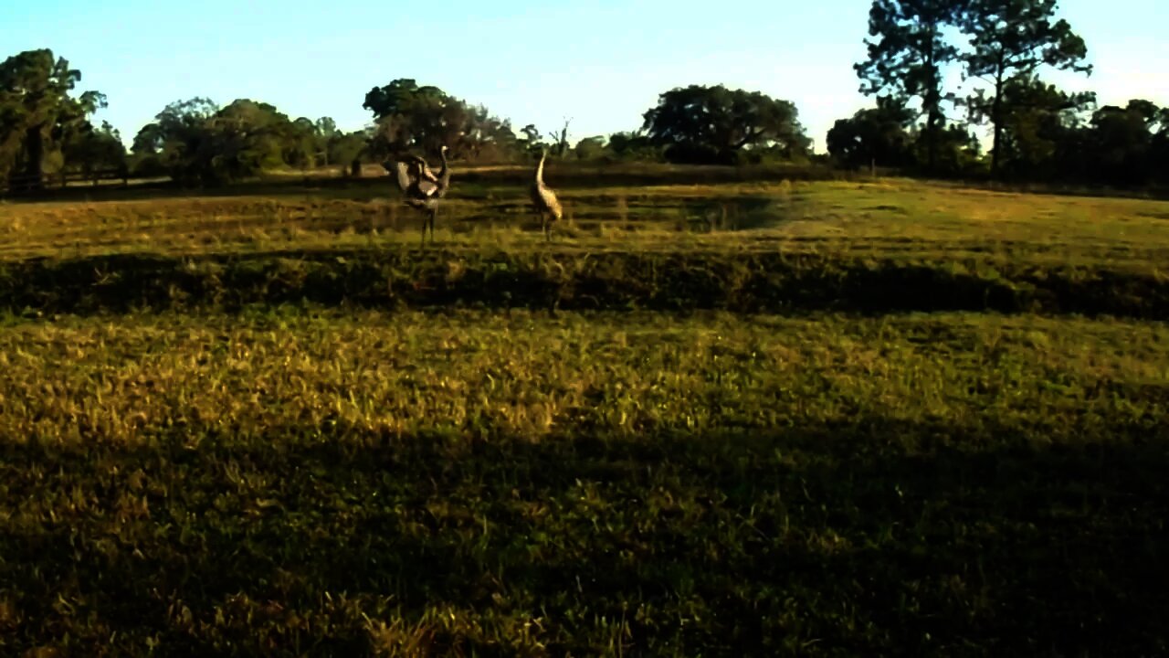 Mating Dance - Sandhill Crane