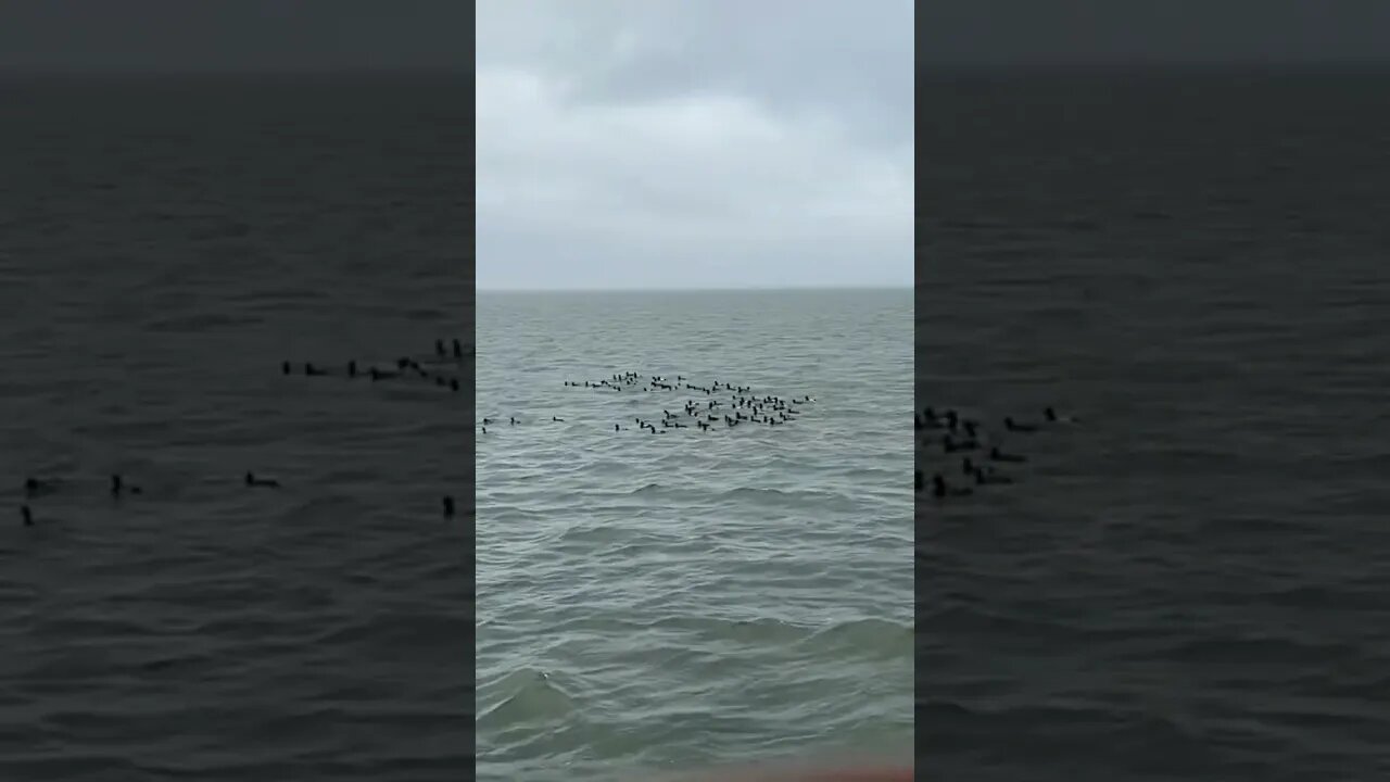 Bluebill Ducks everywhere. Outer Banks NC #outdoors #hunting #shorts @RDReynoldsOutdoors