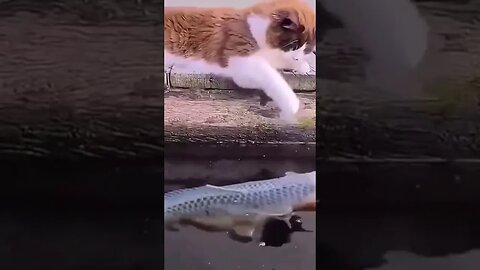 Cat meets fish for the first time #funny #funnyvideo #cat