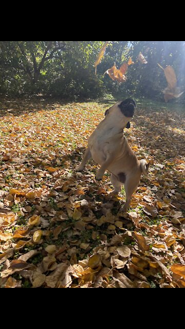 Sailor the Pug playing in new fall leaves