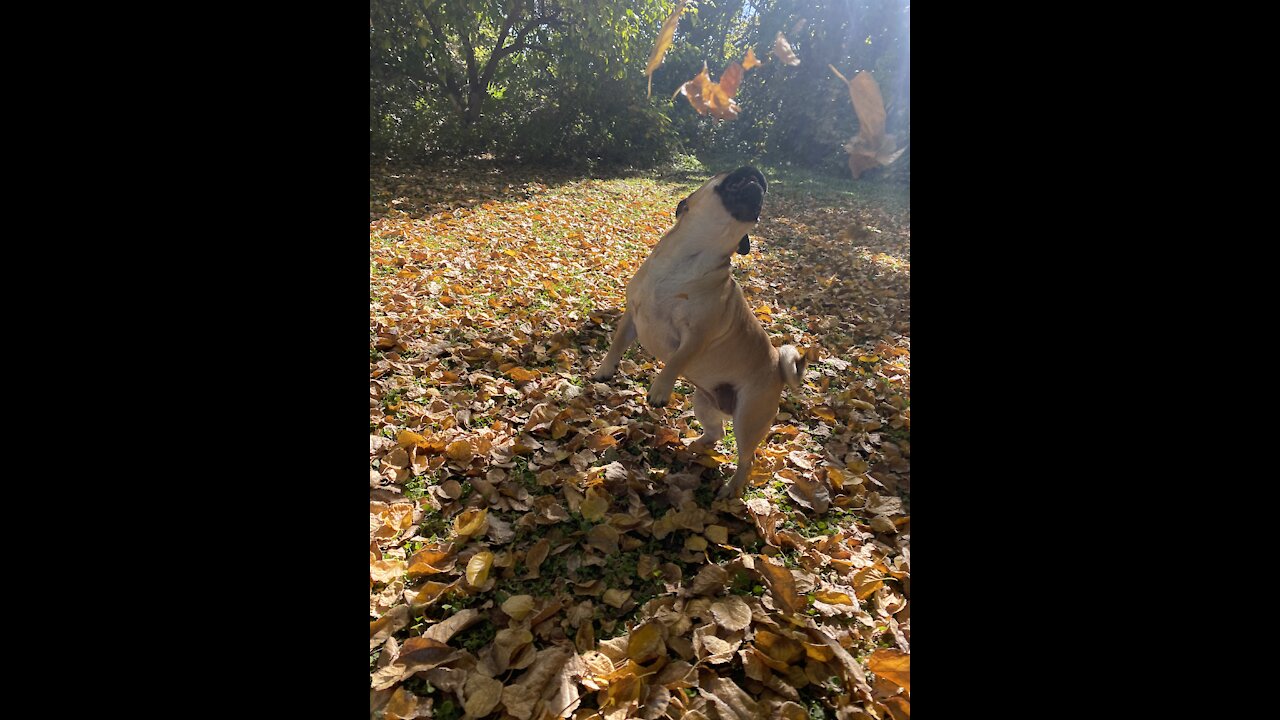 Sailor the Pug playing in new fall leaves