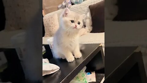 PLAYING CAT VIDEO MEAWWW