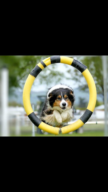 Amazing Dog Training Videos #shorts
