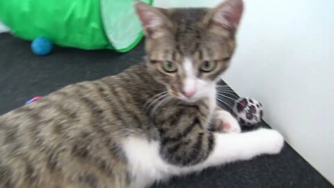 Cute Little Cat Plays With His Toys