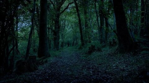 Sleep - Stroll Through the Woods at Dusk on a Summer's Eve -