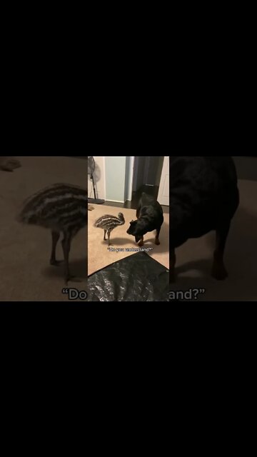 Emu Or Rottweiler 🤷‍♂️ Best Friends! #Shorts #rottweiler #emu