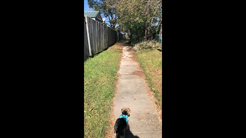 Saturday walkies in the alley