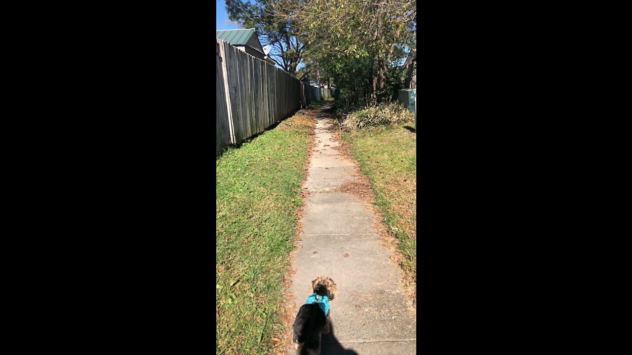 Saturday walkies in the alley