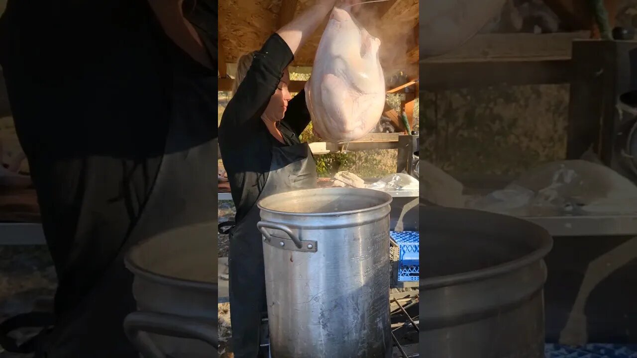 Today we are processing turkeys! #homestead #homesteading #turkeys #thanksgiving #traditional