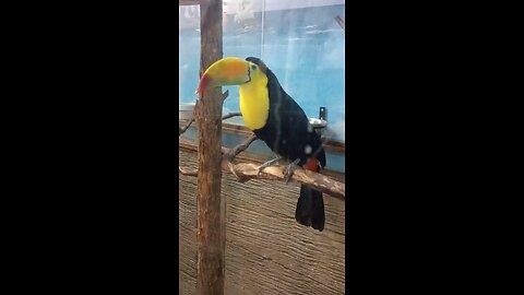 Toucan Sam