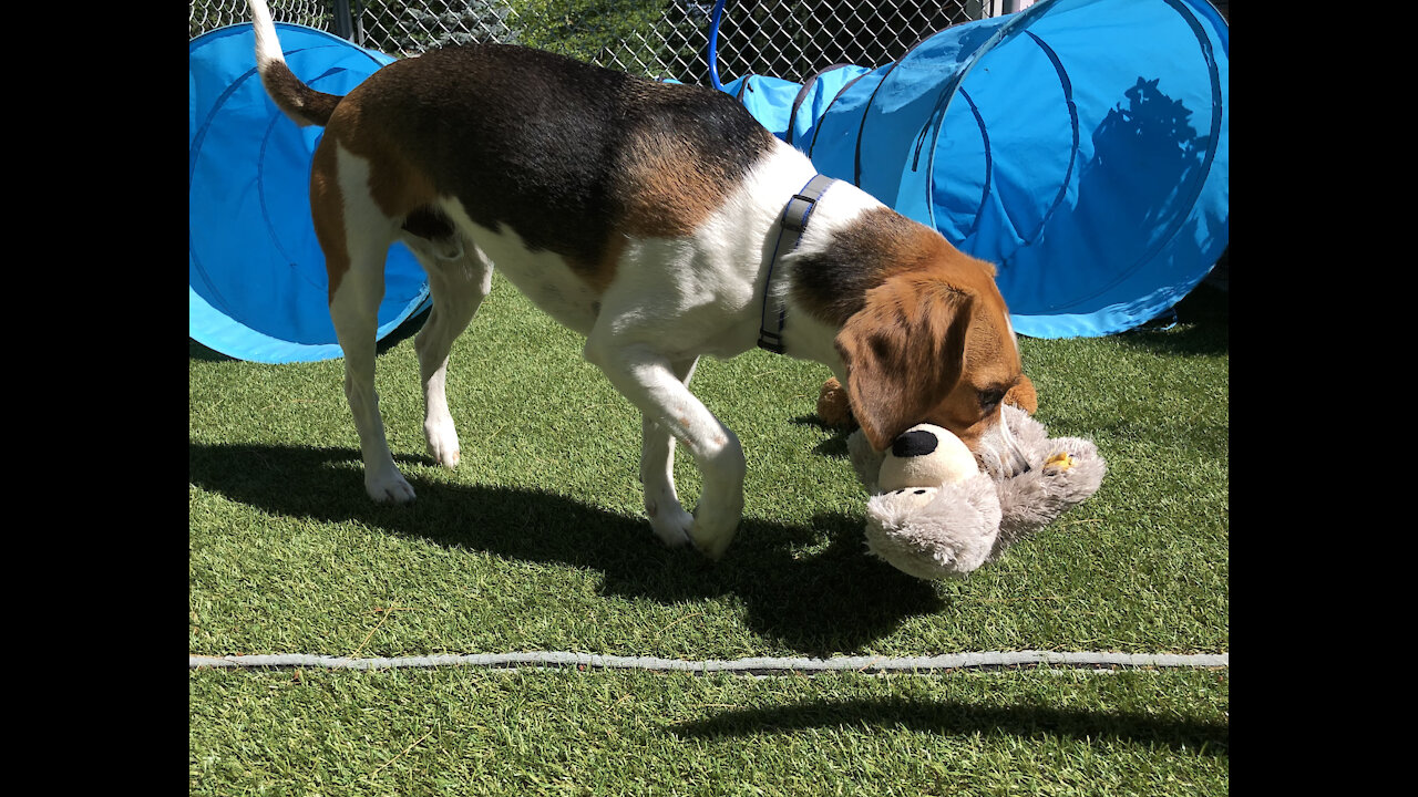 Beagle Buddies: Don't Touch My Toy