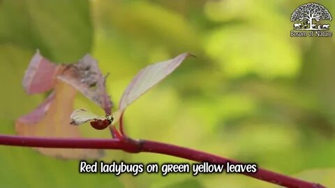 Red ladybugs on green yellow leaves