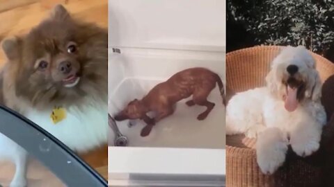 Funny Dogs Videos For Laughter