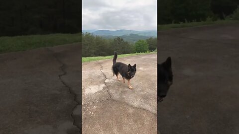 Rainy foggy day on the mountain with German Shepherds #mountains #mountainlife