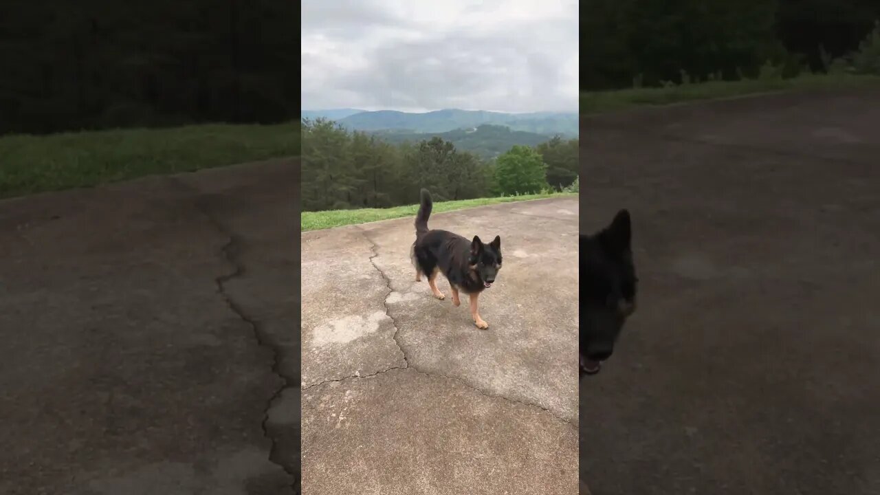 Rainy foggy day on the mountain with German Shepherds #mountains #mountainlife