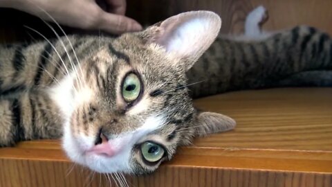 The Purr-ty Little Kitten Climbs on the Furniture