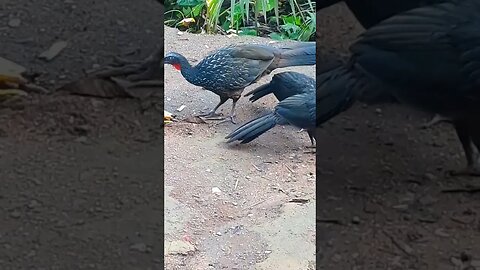 Jacu e seus filhotes em busca de comida