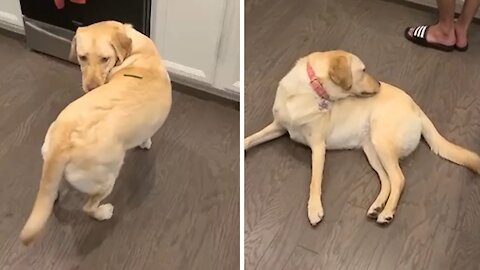 Silly pup spins in circles to reach treat on his back !