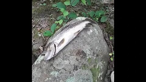 Trout "Filet Mignon" of tha South