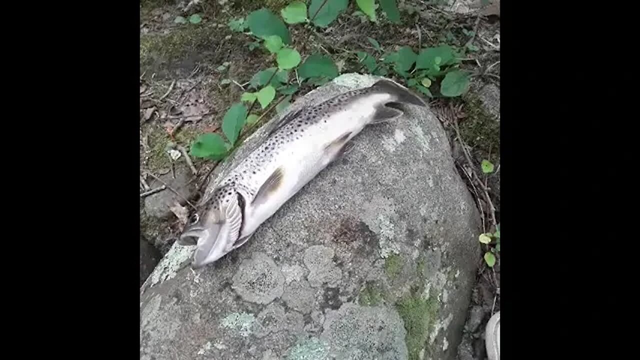 Trout "Filet Mignon" of tha South