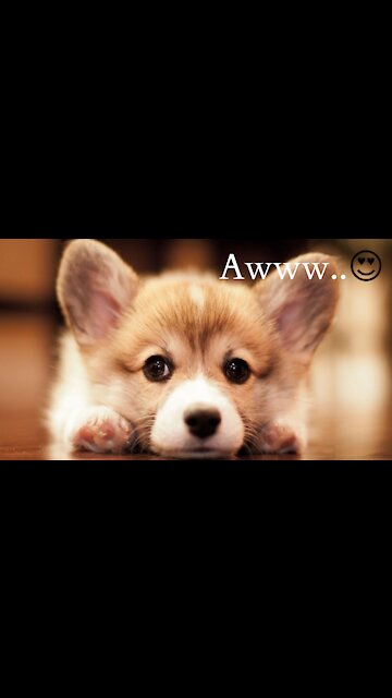 Cute Dog - Little boy