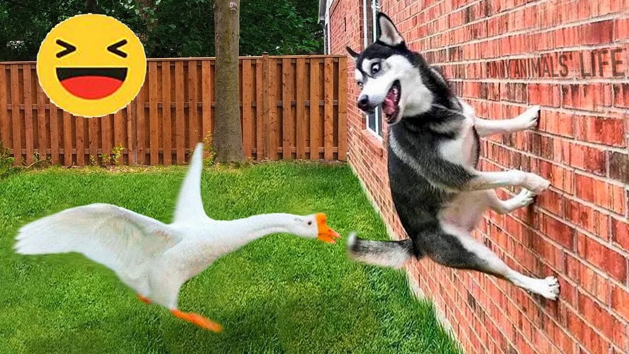 Episode #30 Best Funny Videos Compilation 2024 | Funny Animal Edition