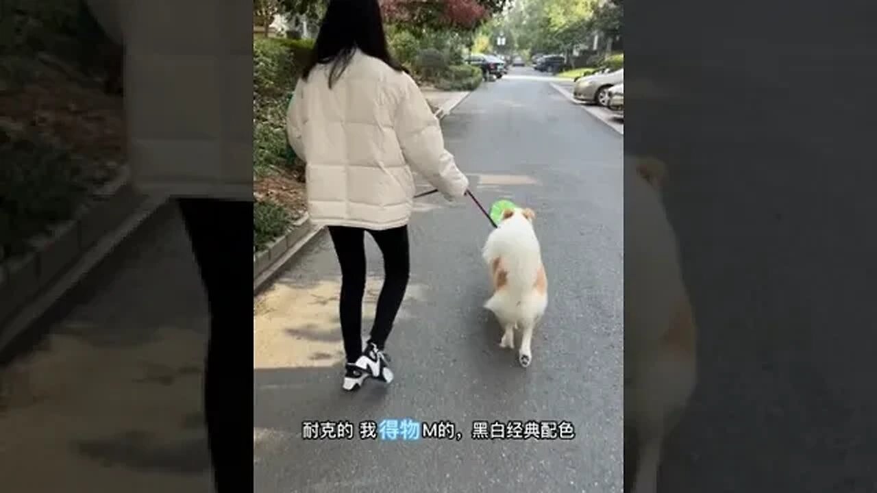 Don't and dog than catwalk