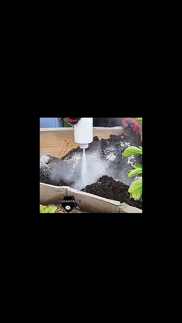 #redgold #potato #gardening #harvest - Clip - #catshobbycorner