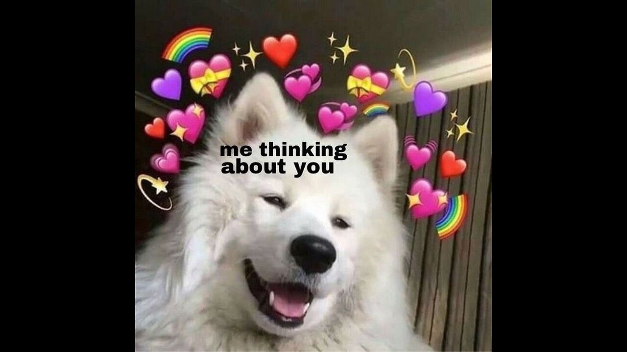 CUTEST Animals from TIKTOK that will MAKE YOUR DAY