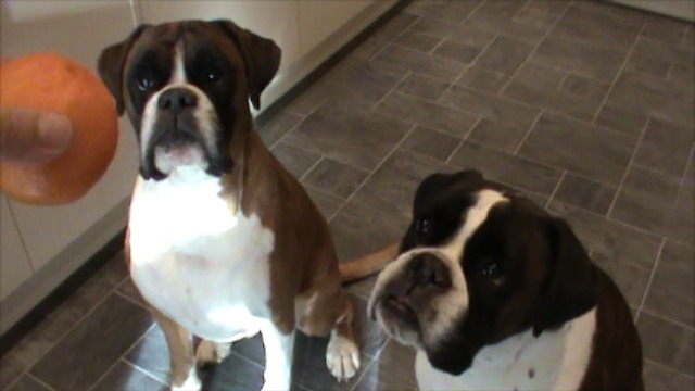 Boxer dog peels a tangerine!